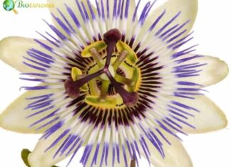 Passionflower