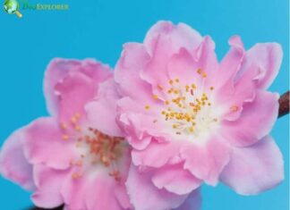 Peach blossom