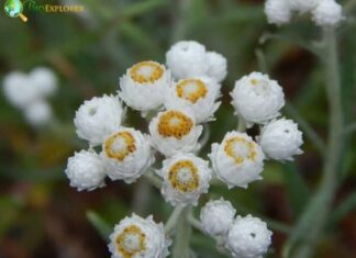 Pearly Everlasting