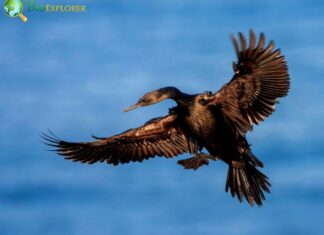 Pelagic Cormorant