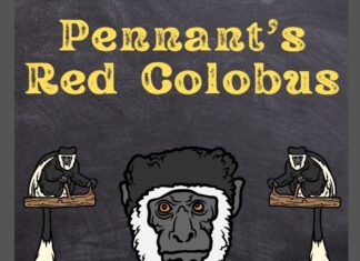 Pennant’s Red Colobus