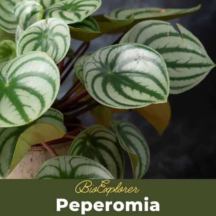 Peperomia Peperomia
