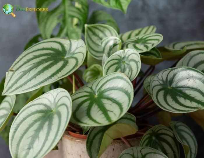 Peperomia Leaves Peperomia Leaves