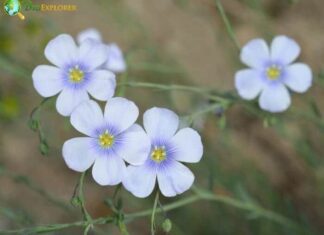 Perennial Flax