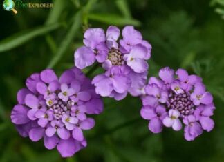 Persian Candytuft