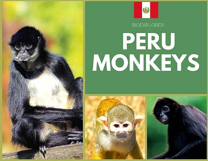 Peruvian Monkeys
