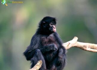 Peruvian Spider Monkey