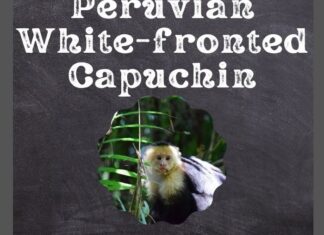 Peruvian White-fronted Capuchin
