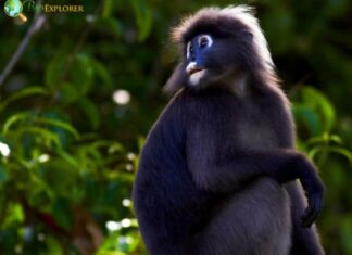 Phayre's Langur