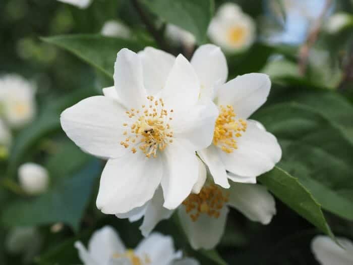Philadelphus Lewisii Philadelphus Lewisii