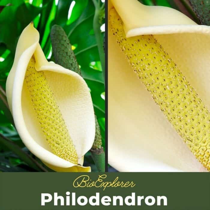 Philodendron Philodendron