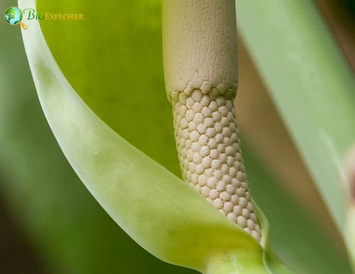 Philodendron Philodendron