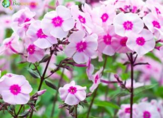 Phlox