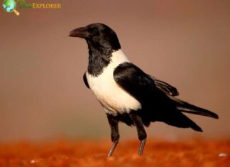 Pied Crow