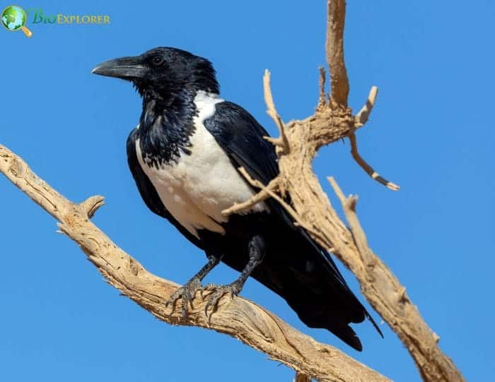 Pied Crow Pied Crow