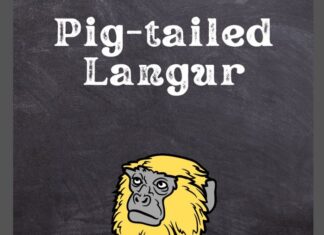 Pig-tailed Langur