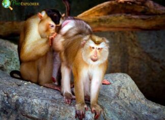 Sunda Pig-Tailed Macaque