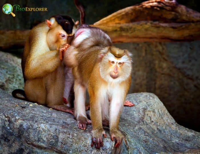 Sunda Pig-Tailed Macaque