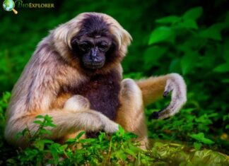 Pileated Gibbon