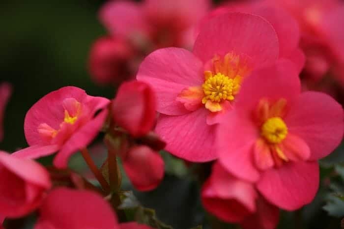 Pink Begonia Flower Pink Begonia Flower