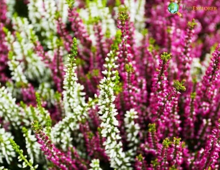 Pink Erica Flowers Pink Erica Flowers