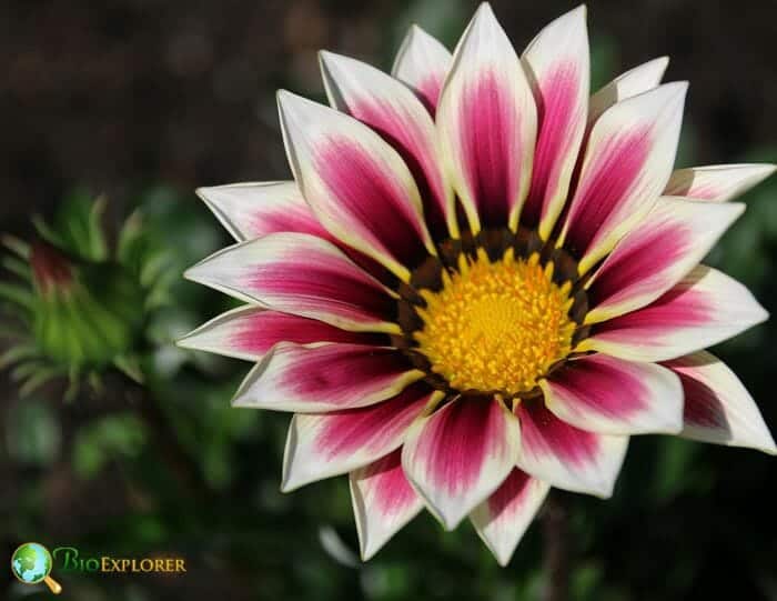 Gazania