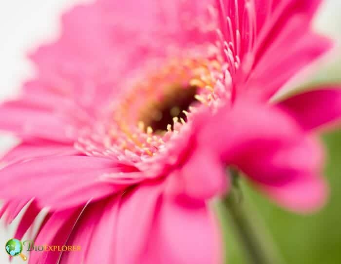 Pink Gerbera Flower Pink Gerbera Flower