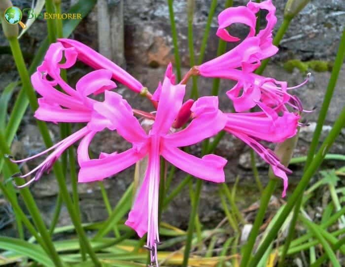 Nerine