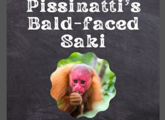 Pissinatti’s Bald-faced Saki