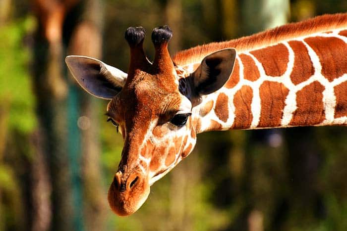 Placental Mammal (Giraffe) Placental Mammal (Giraffe)