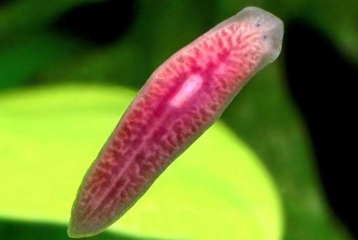 Planaria Planaria