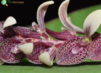 Pleurothallis