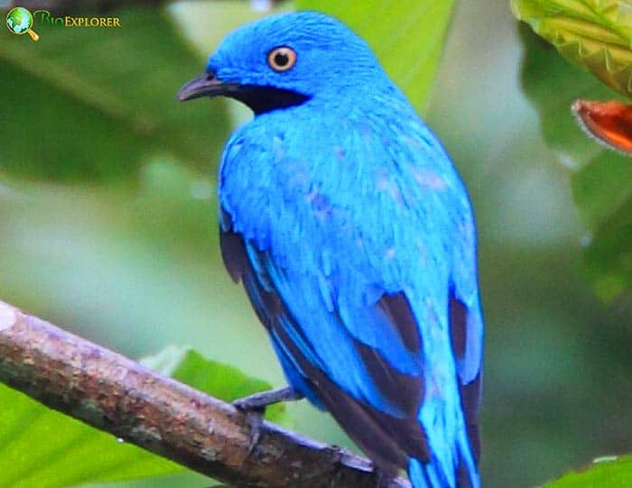 Plum-throated cotinga perched on a branch with bright blue body, black throat patch, and dark wings