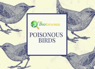 Top 10 Poisonous Birds