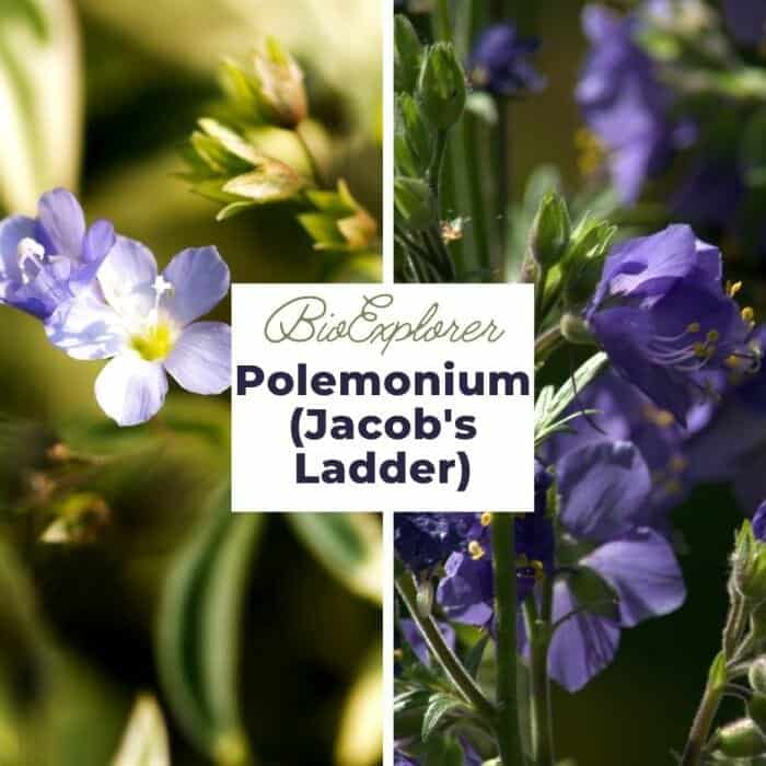 Polemonium Polemonium
