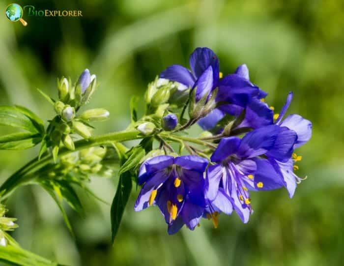 Polemonium Caeruleum Polemonium Caeruleum