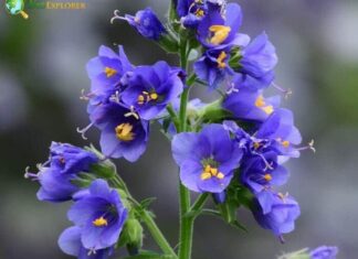 Polemonium