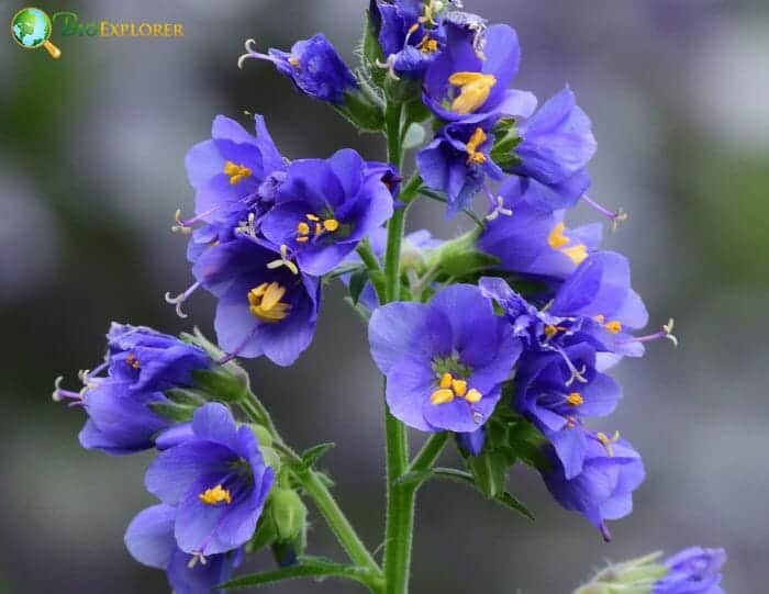 Polemonium