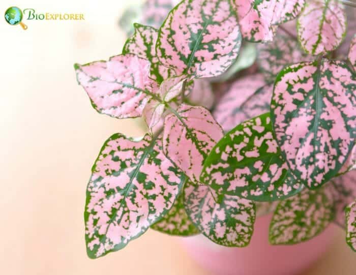 Polka Dot Plant
