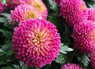 Pompom Chrysanthemum