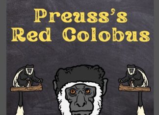 Preuss’s Red Colobus