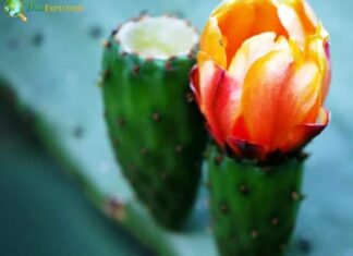 Prickly pear