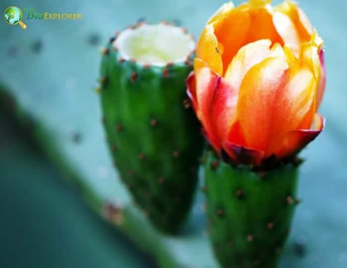 Prickly pear