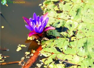 Prickly Water Lily