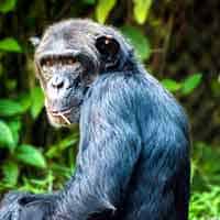Primatology