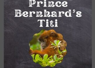 Prince Bernhard's Titi