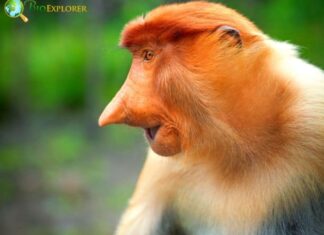 Proboscis Monkey