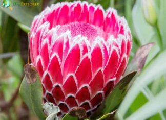 Protea