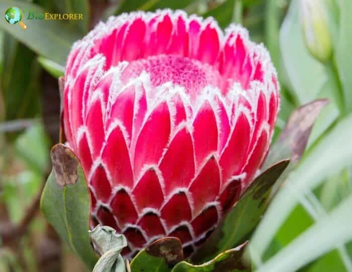 Protea