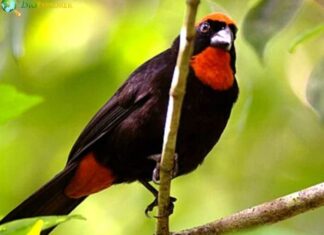 Puerto Rican Bullfinch